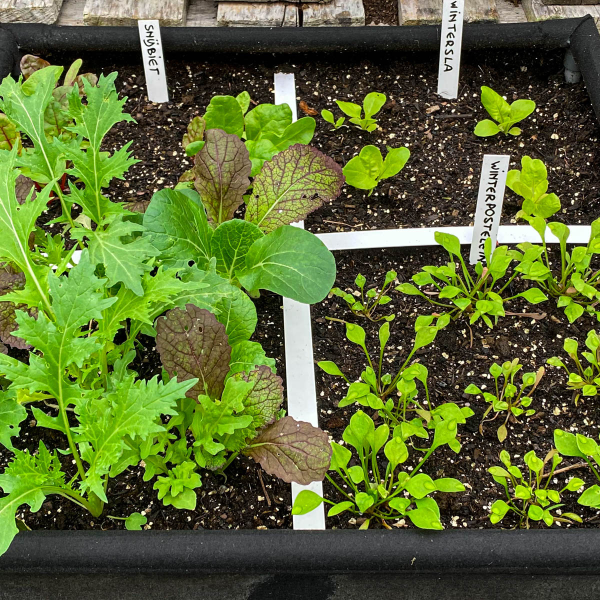 Jonge plantjes van aziatische pluksla