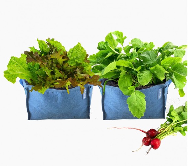 Nieuwe kleur Makkelijke Moestuin mini's: blauw.