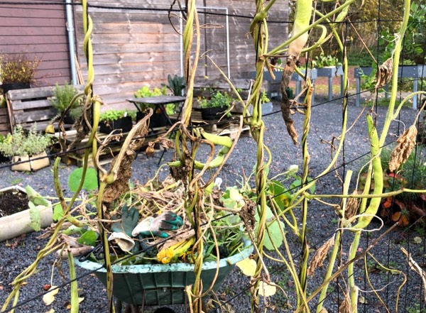 Eind november: tijd om de Makkelijke Moestuinbakken op te schonen