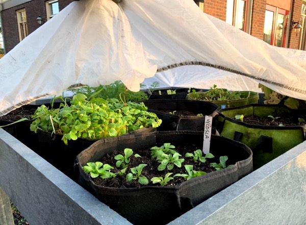 Bescherm je plantjes tegen kou met de Makkelijke Moestuin muts