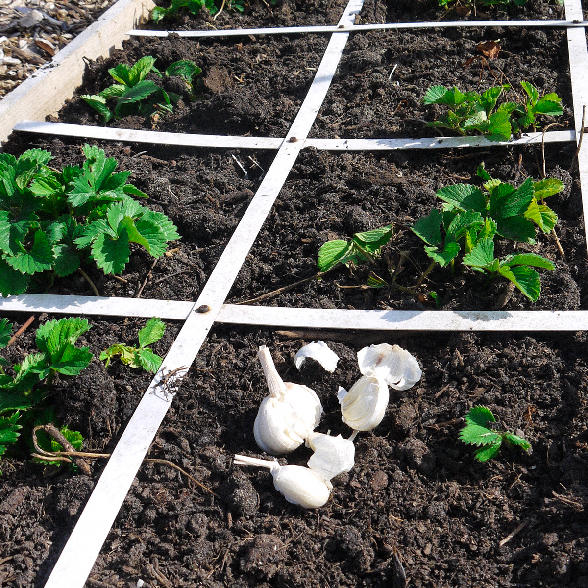 Choose the nicest and biggest cloves when planting garlic