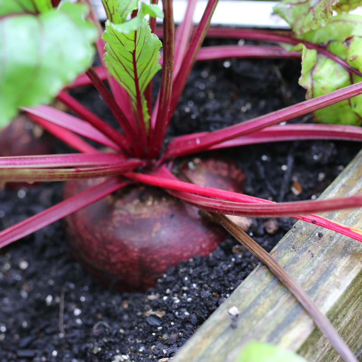 Beet growing in the Planty Garden