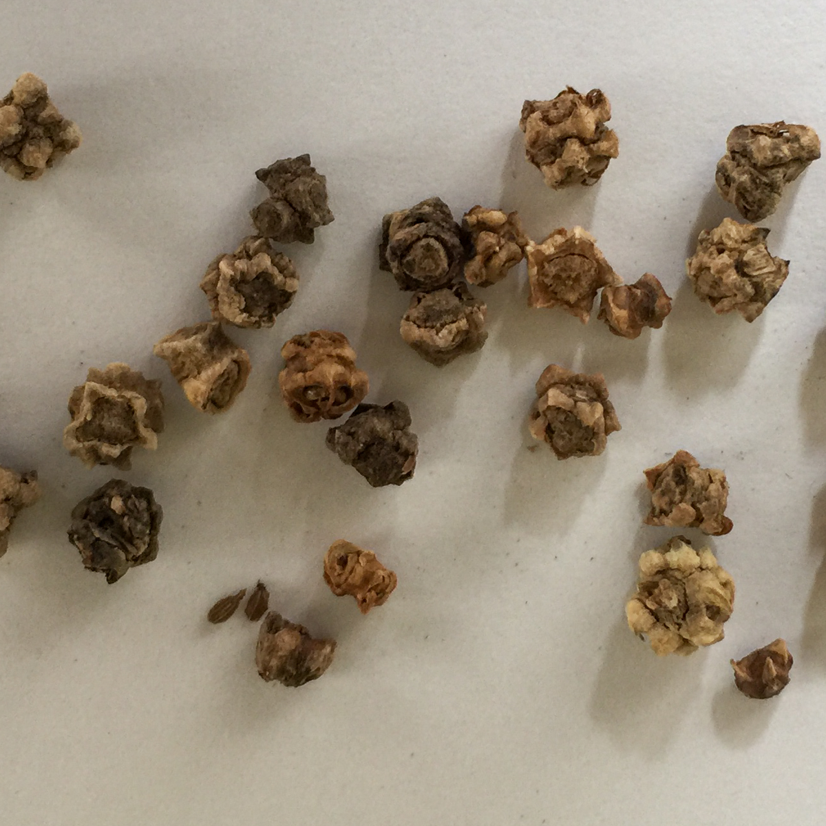 Beet seeds day about 10 days to germinate in the Planty Garden