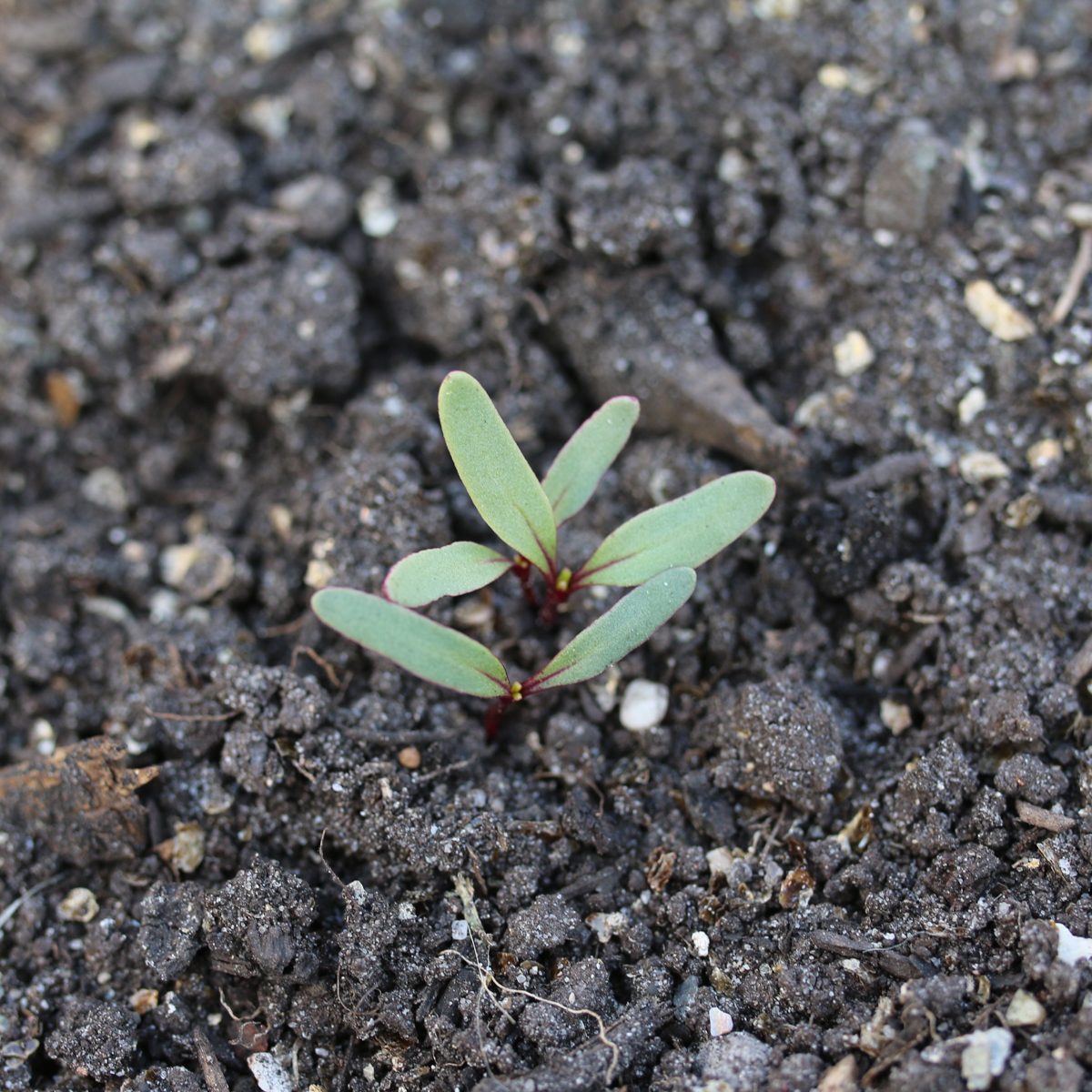 Beet seedlings in need of thinning