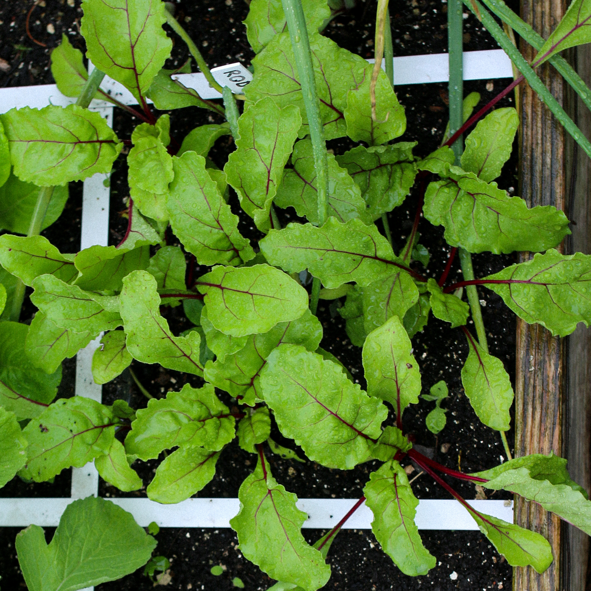 Small beet plants grow after just a couple weeks