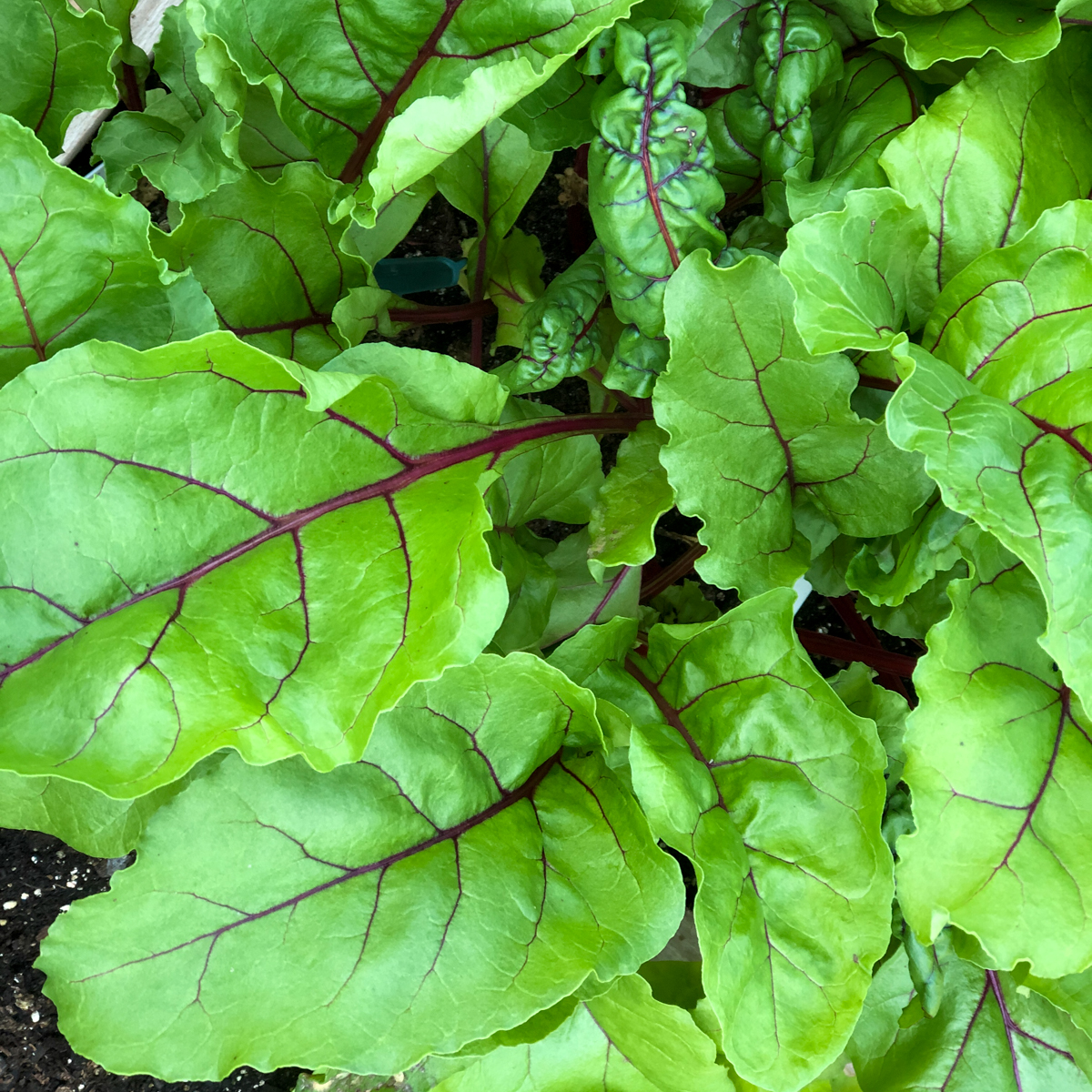 Beet leaves: delicious in salads