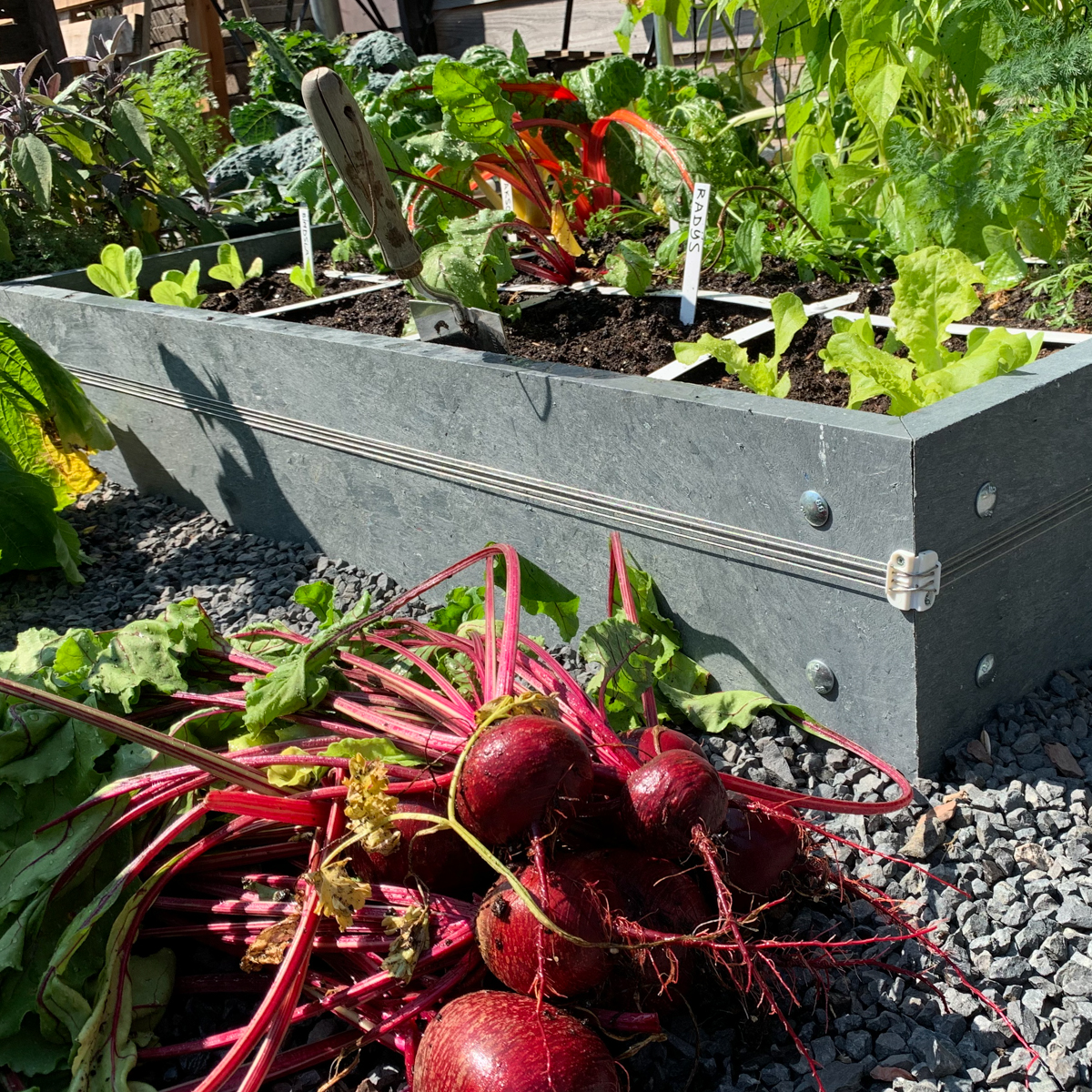 Harvest beets from a Planty Garden