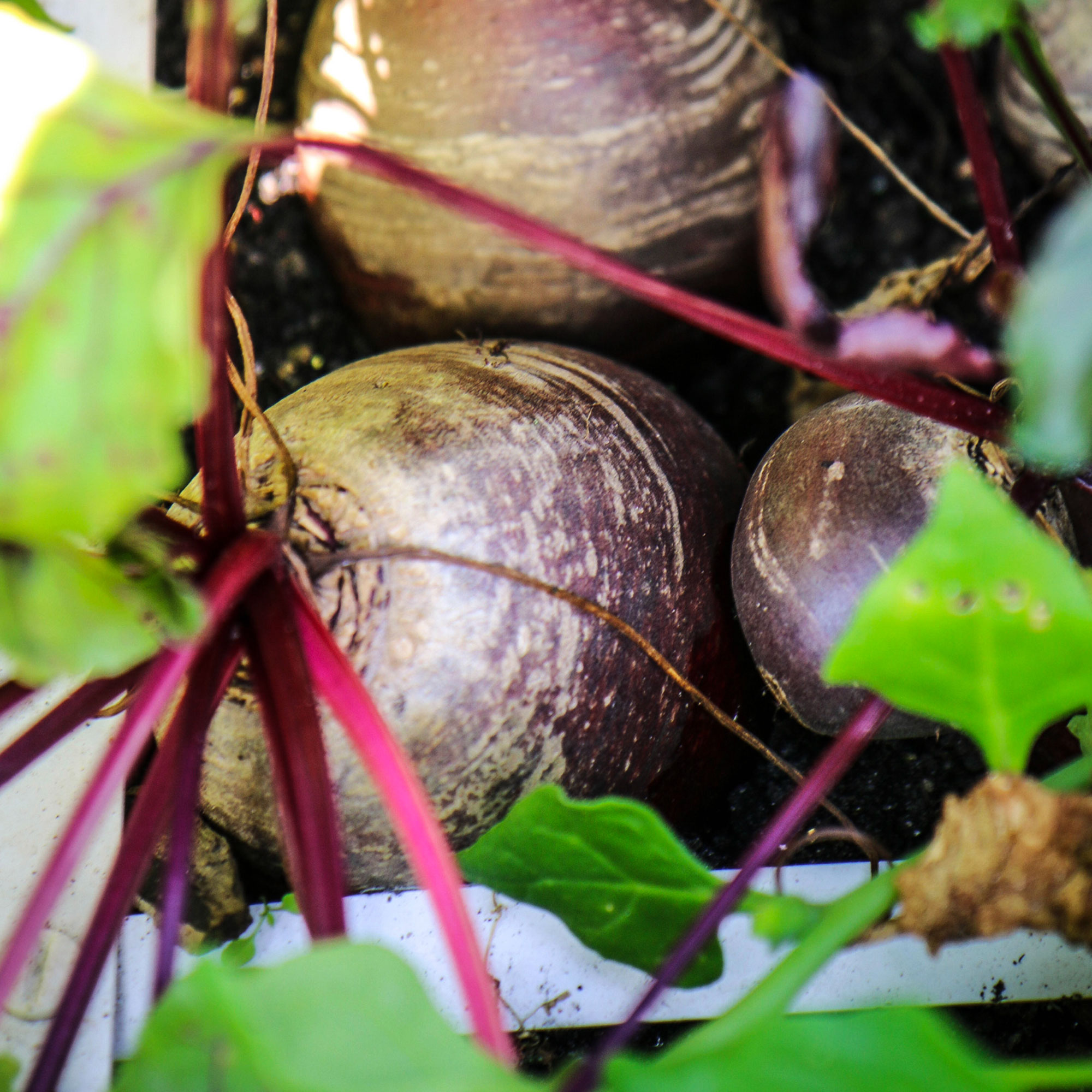 Full-grown beets can be left in the kitchen garden for a long time
