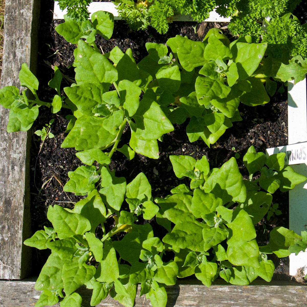 Medium NZ spinach plants in the Planty Garden