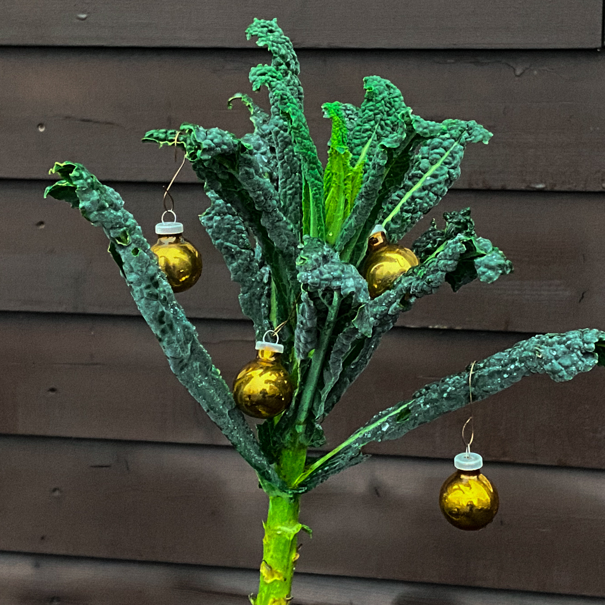 🎶  Ik sta hier heel alleen Kerstfeest te vieren … 🎶