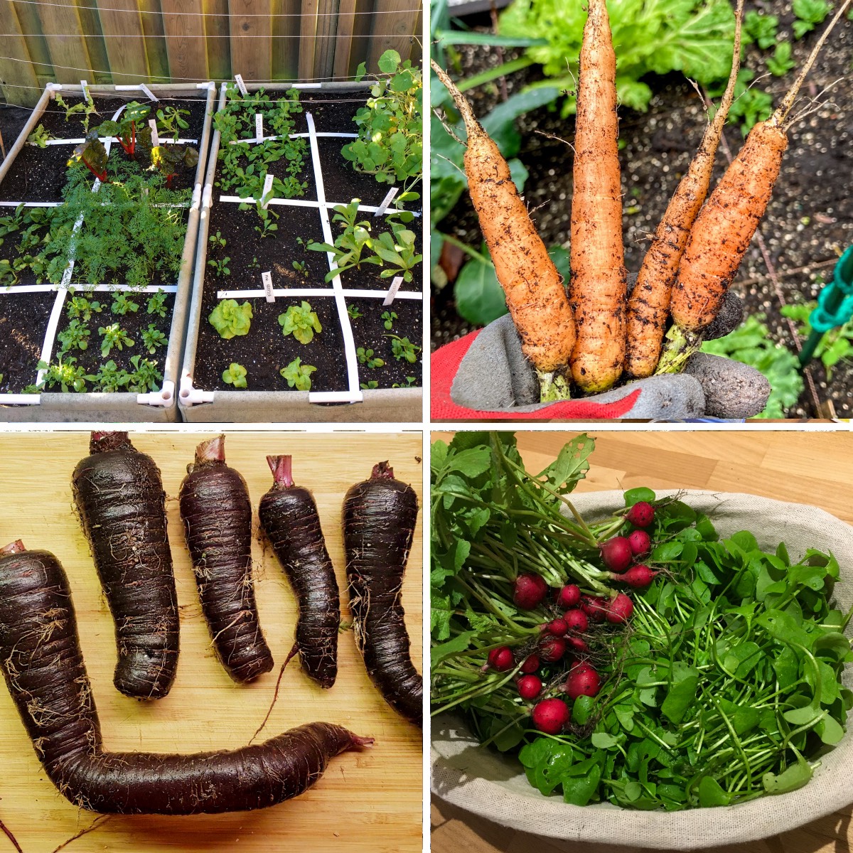 Oosten rond de jaarwisseling Makkelijke Moestuin