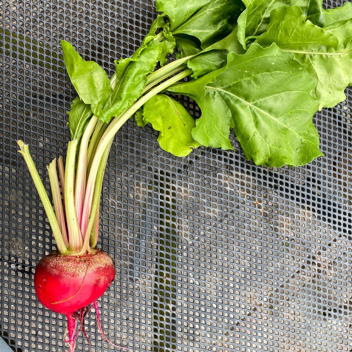 Chioggia beets are super healthy