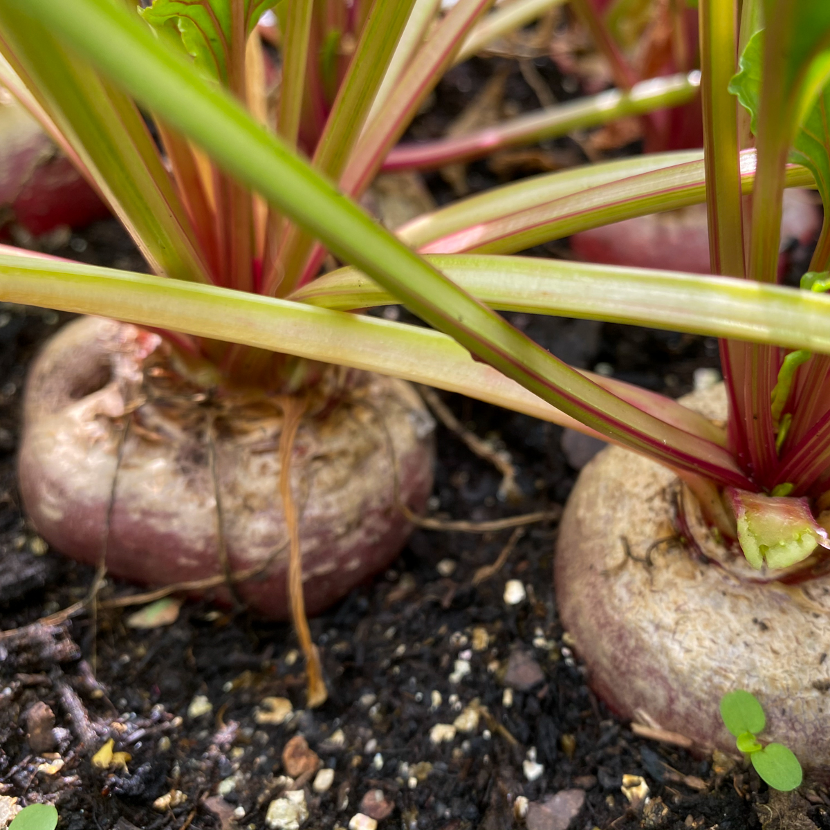 Chioggia beets in the Planty Garden