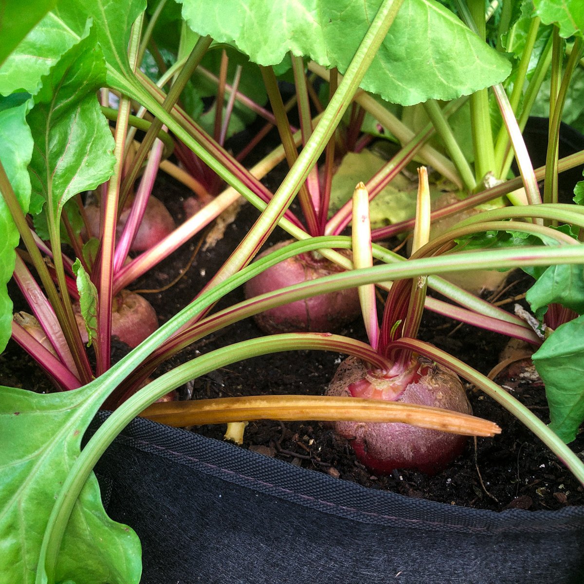 Chioggia beets in an MM-Mini in the Planty Garden