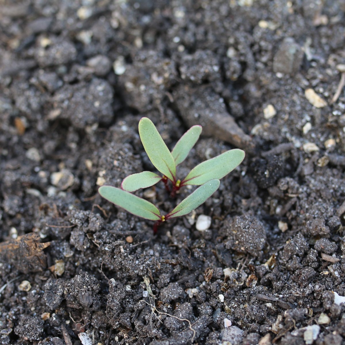 These Chioggia beet seedlings are ready to be thinned out
