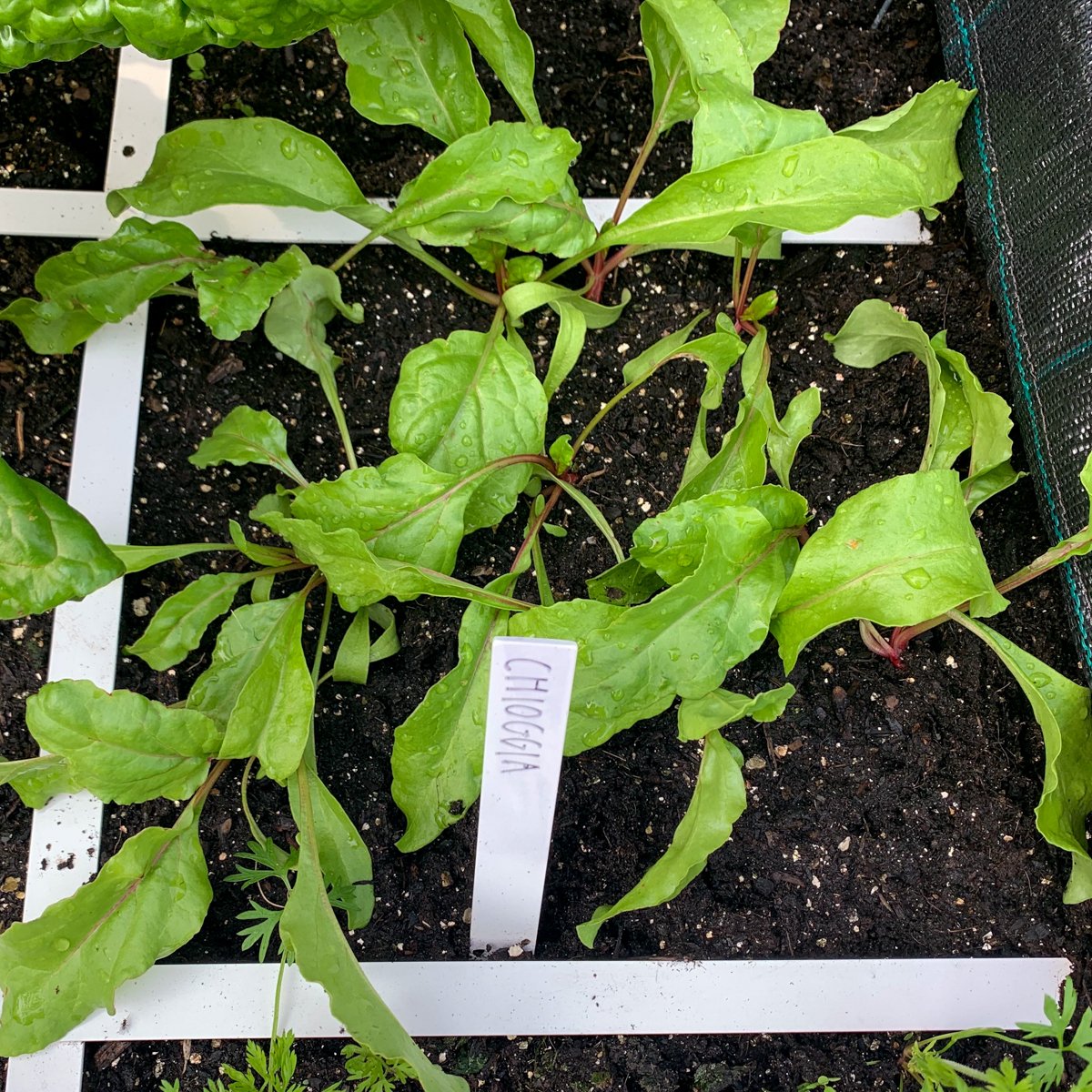 Small plants: 1 month after sowing in the Planty Garden