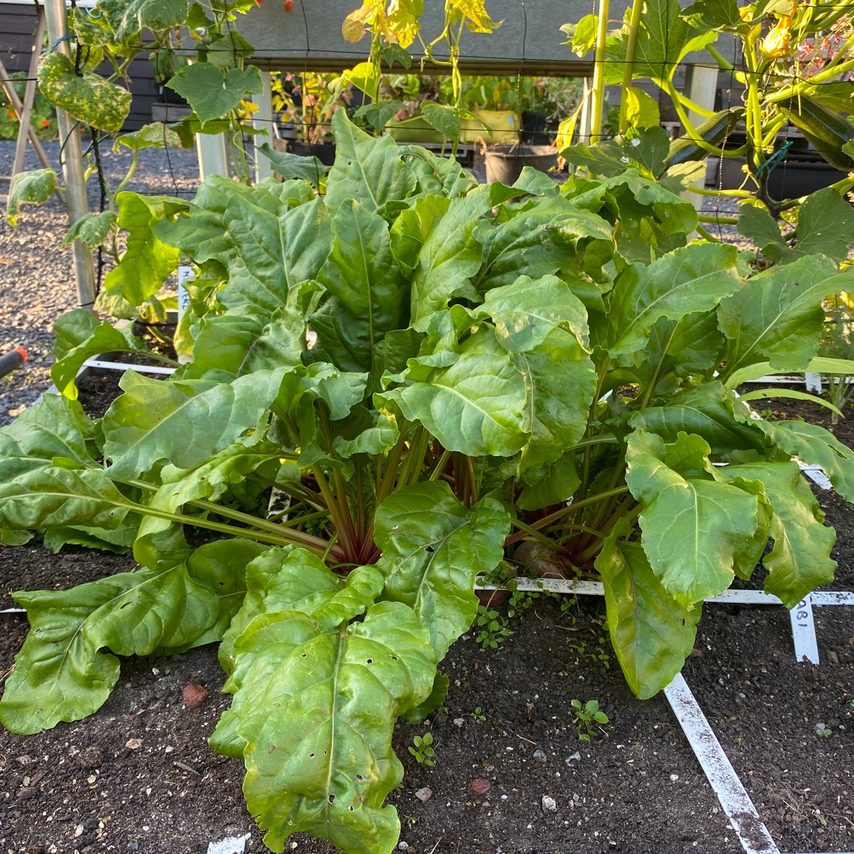Fresh green leaves of the Chioggia beet can be harvested for salads