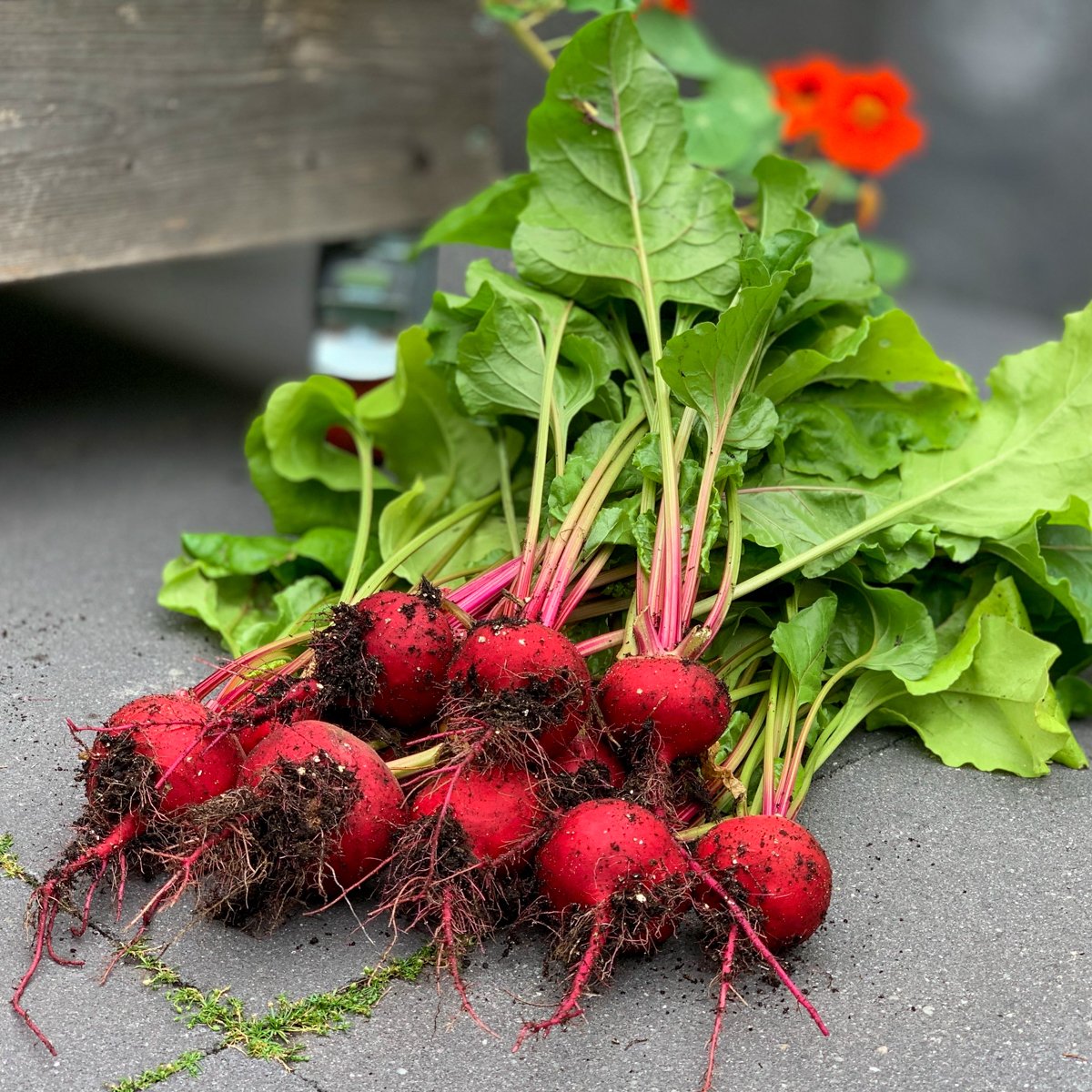 Harvest the largest beets first and leave the others to continue growing
