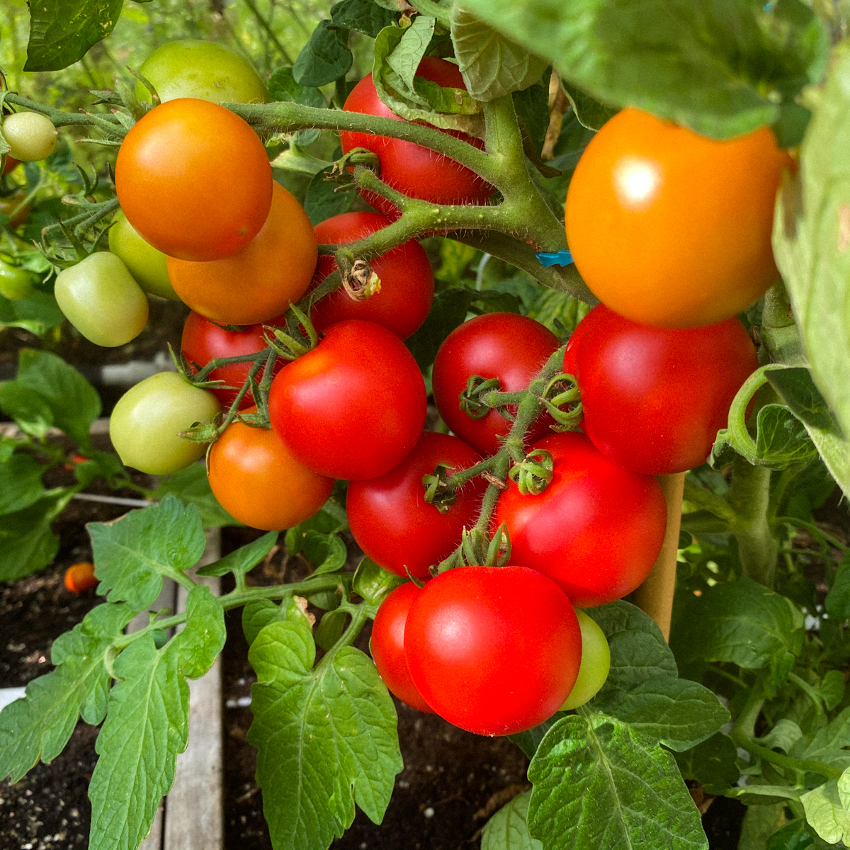Red bush tomato