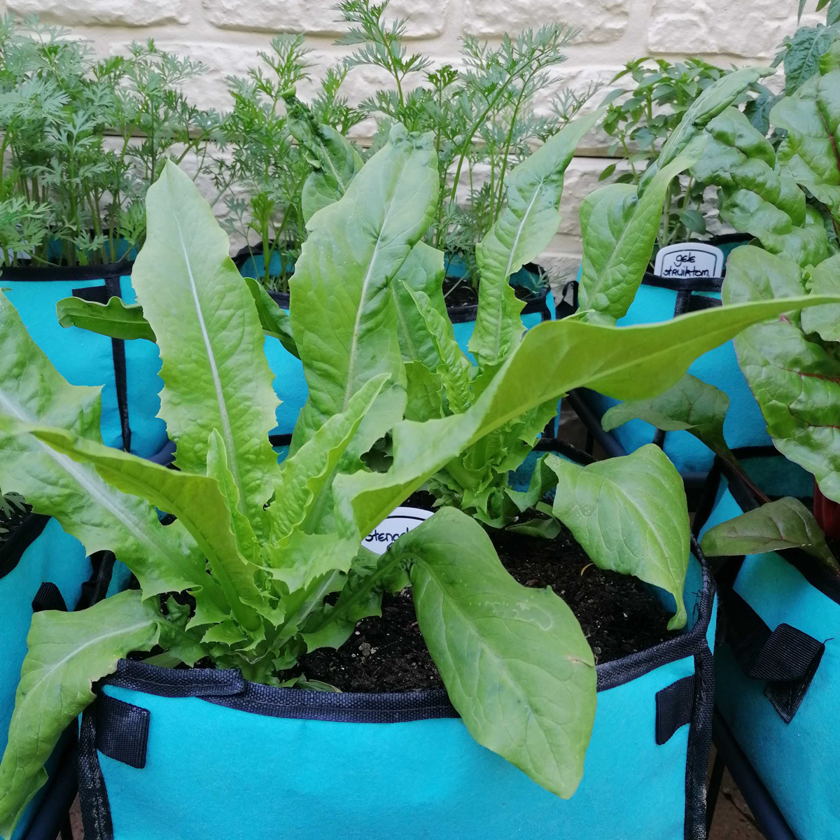Stengelsla in een Makkelijke Moestuin-mini