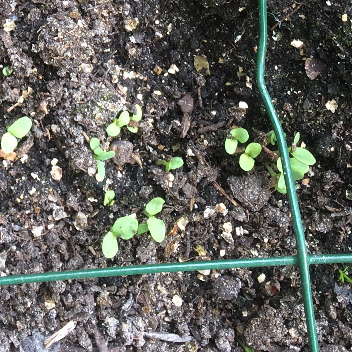 Zaailingen van de Makkelijke Moestuin stengelsla
