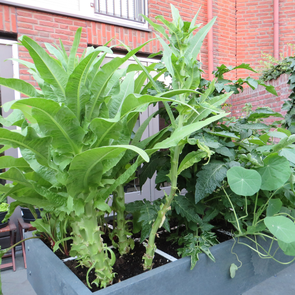 Stengelsla in de Makkelijke Moestuin: klaar om te oogsten
