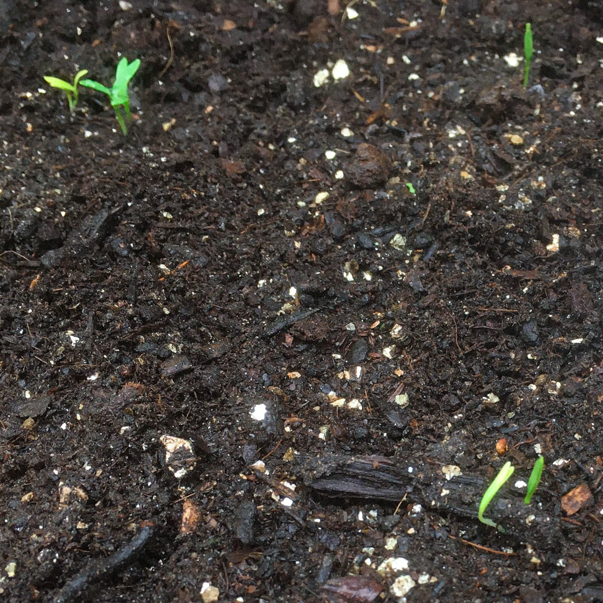 Zaailingen van koriander in de Makkelijke Moestuin