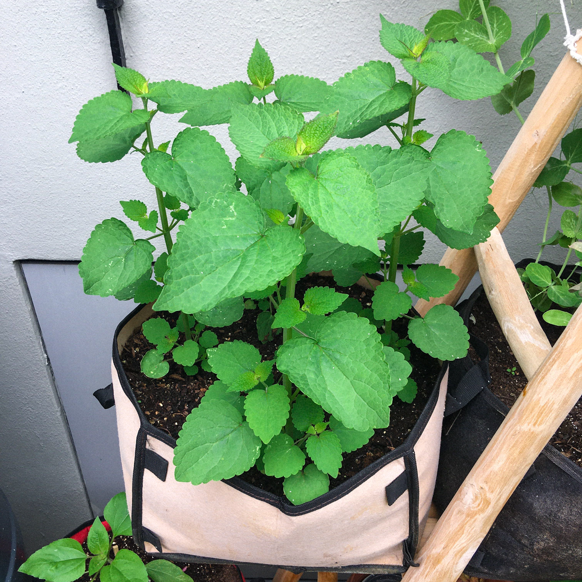 Dropplant in een Makkelijke Moestuin-mini