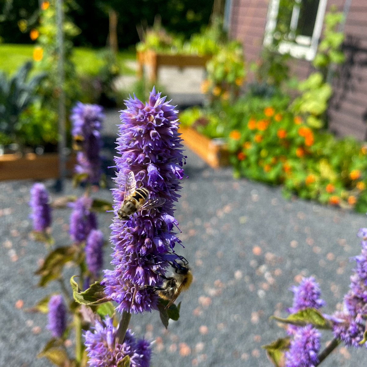 Dropplant tegen het einde van de zomer