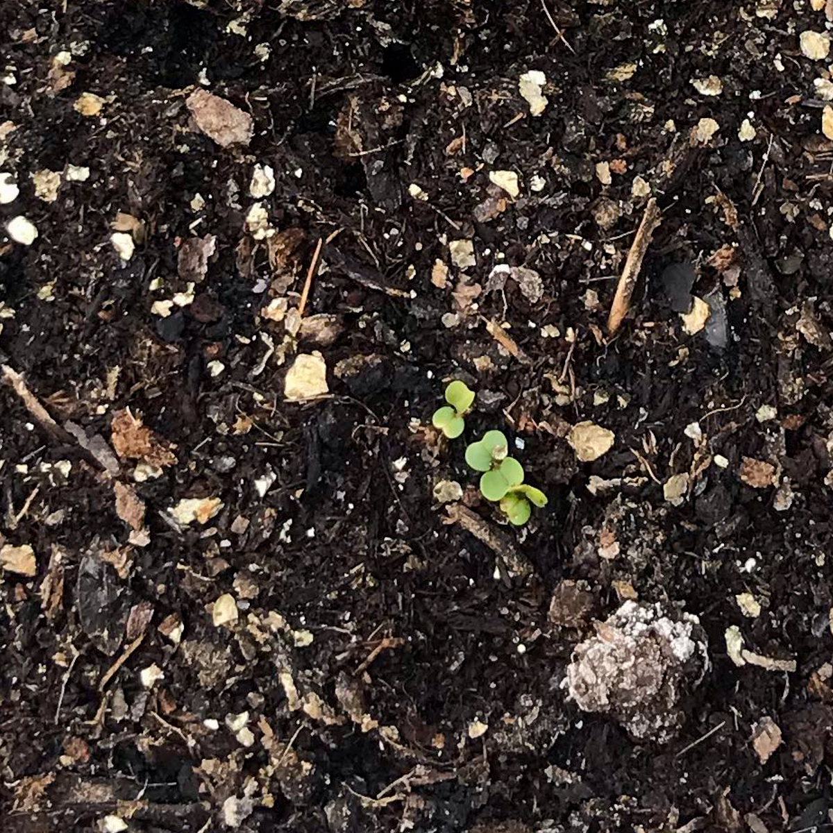 Zaailingen van meiraapjes in de Makkelijke Moestuin