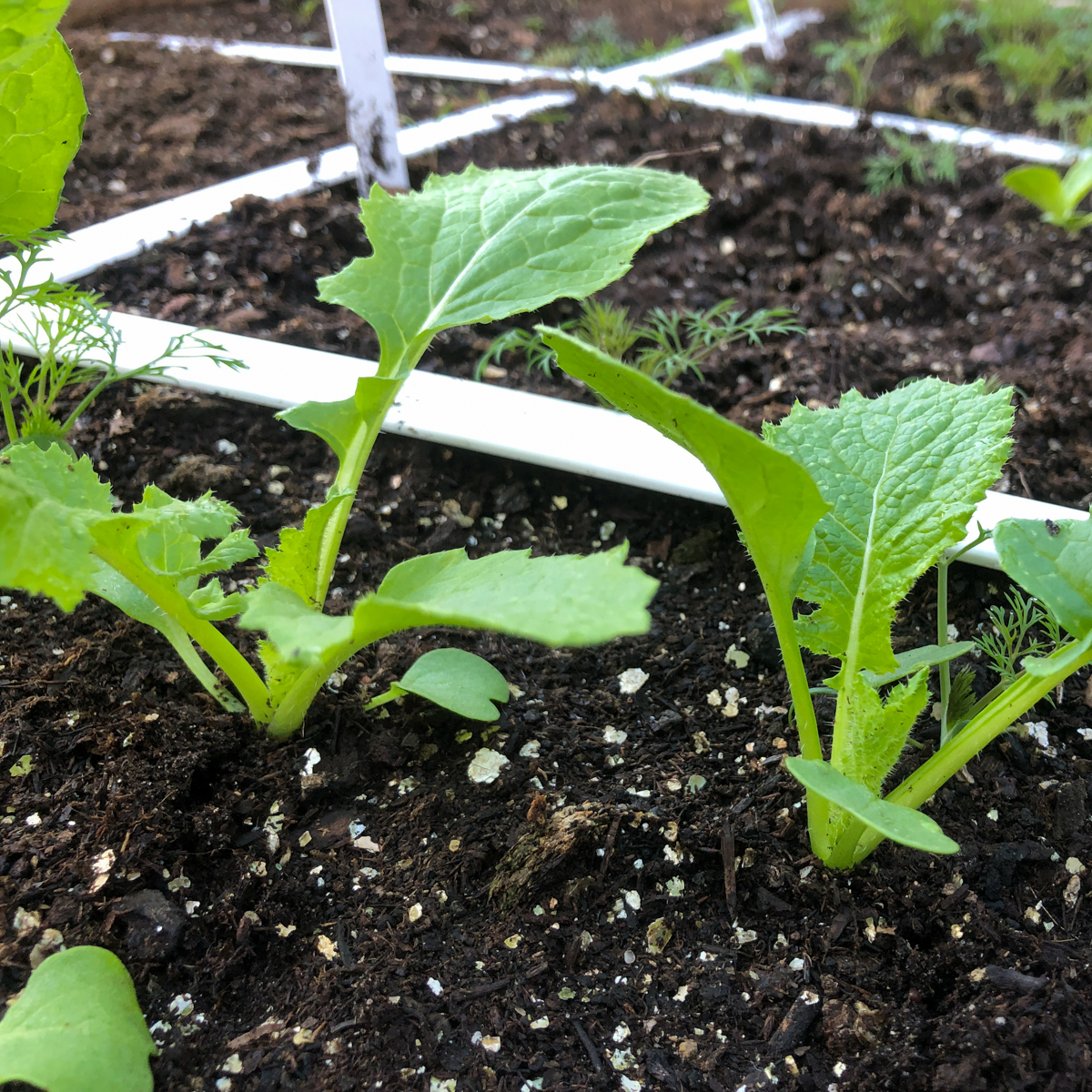 Kleine plantjes van de meiraap in een Makkelijke Moestuinbak