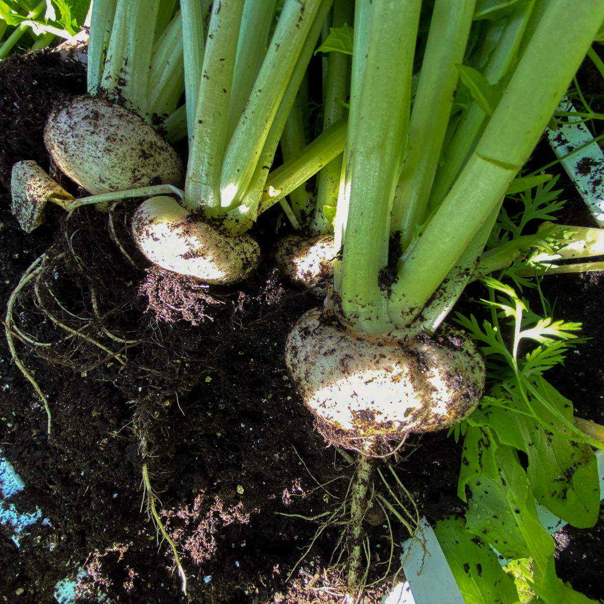 Oogstbare meiraapjes in de Makkelijke Moestuin