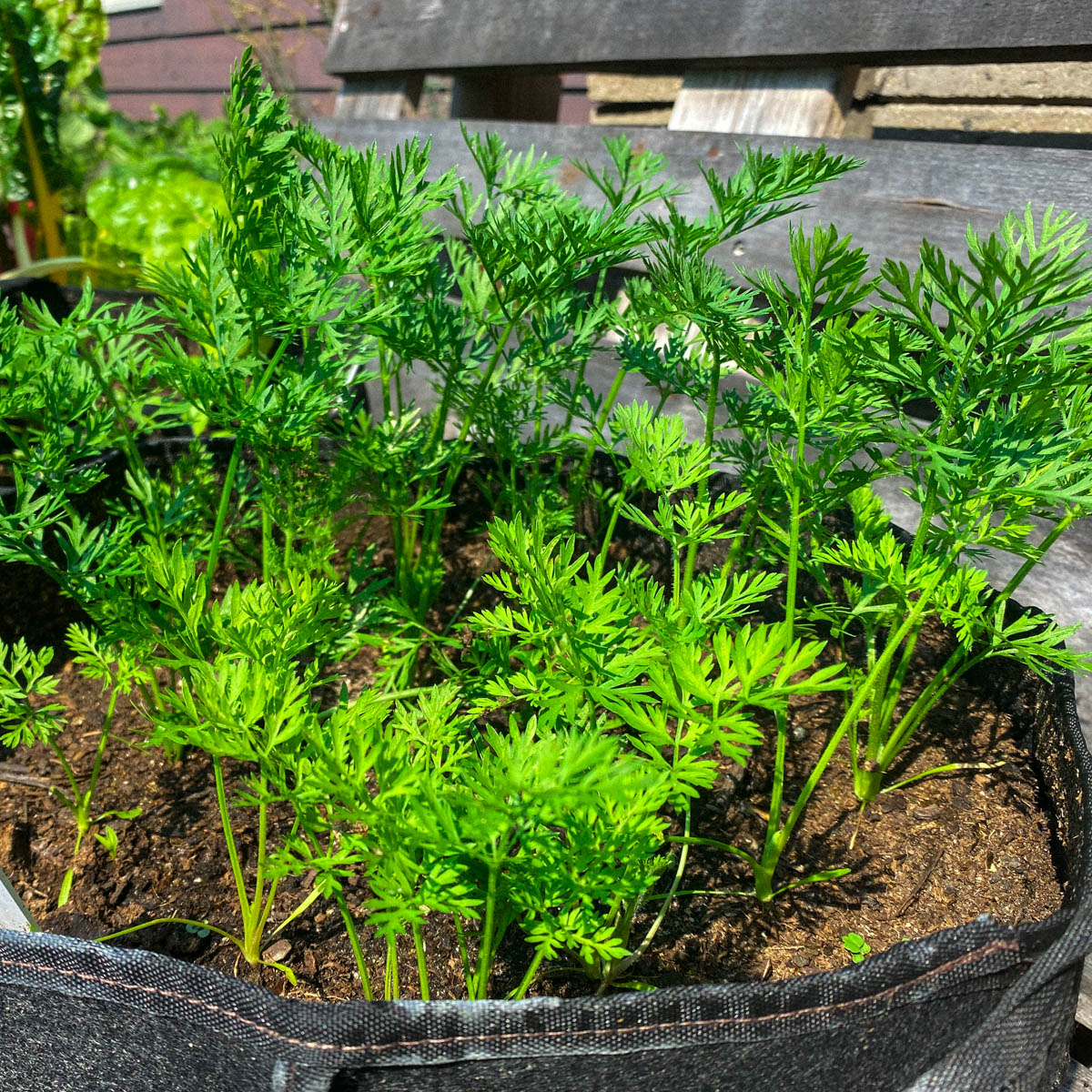 Carrots grow great in an MM-Mini grow bag