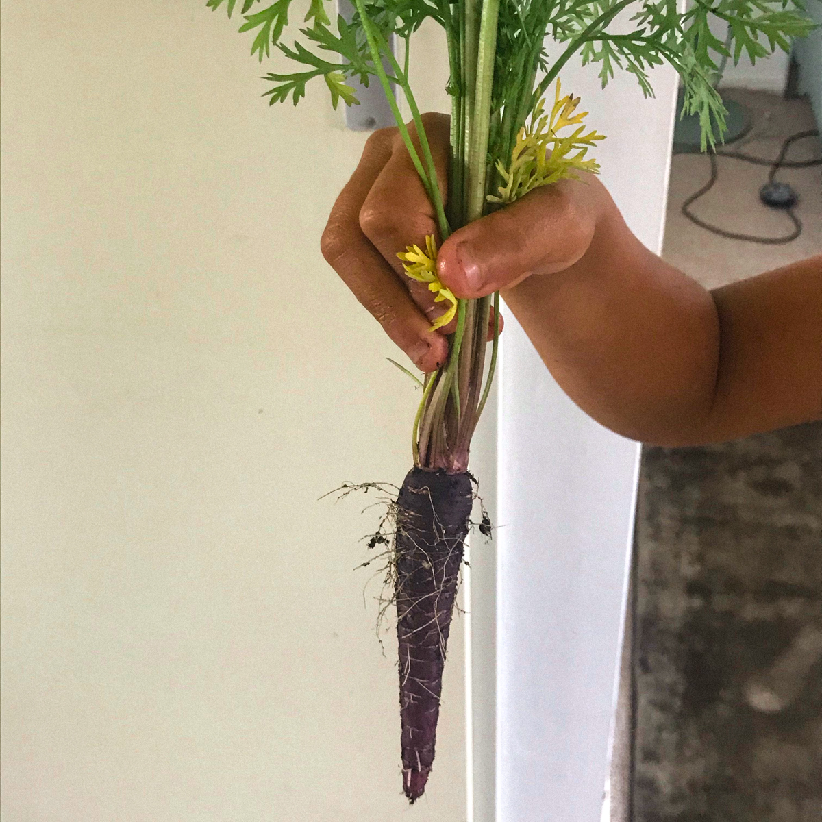 Purple carrot at 10 weeks