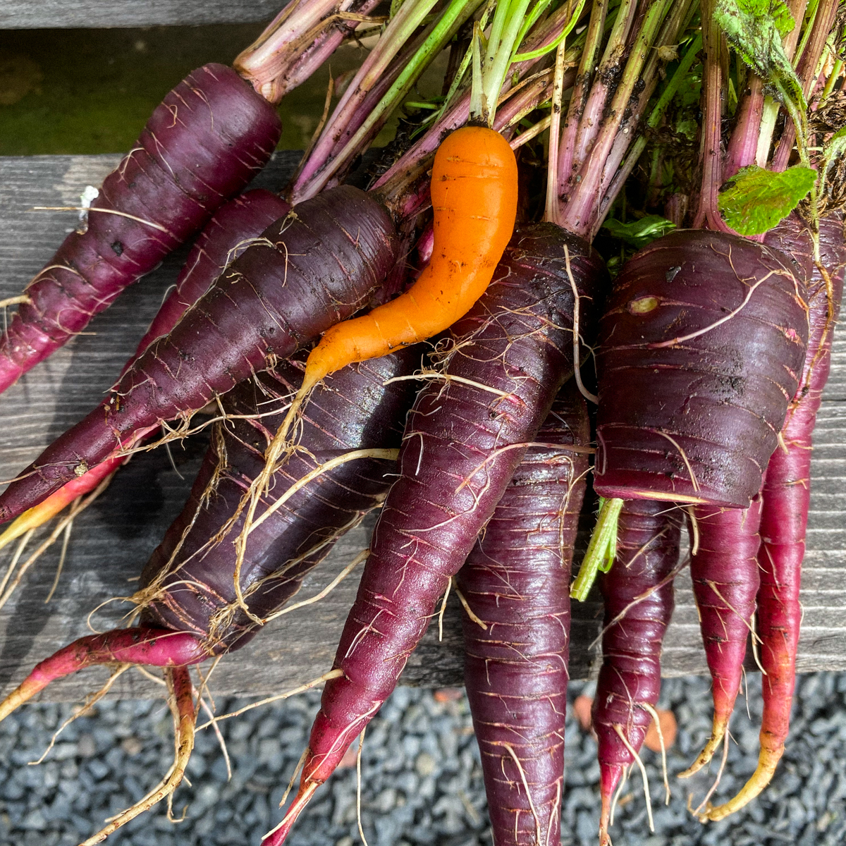 Purple carrot