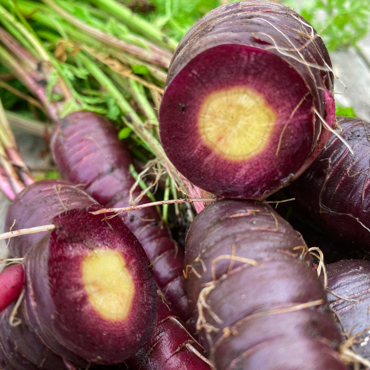 Purple carrot