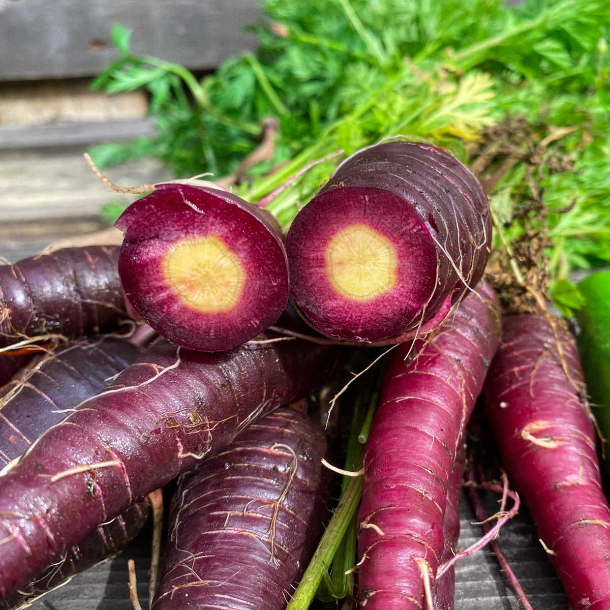 Purple carrot