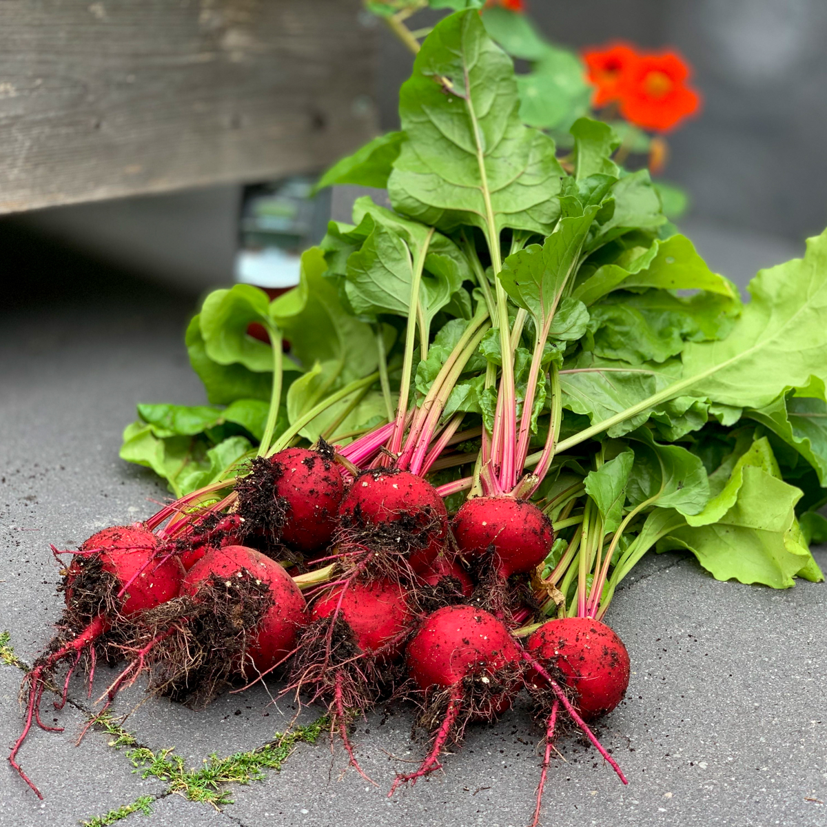 Chioggia biet