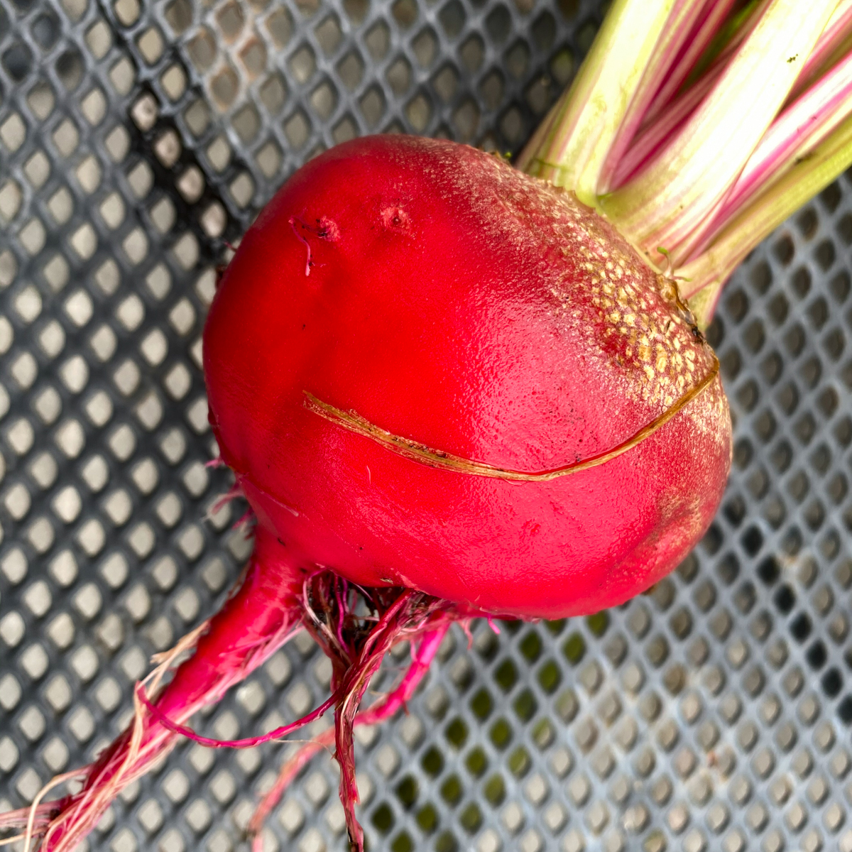 Chioggia biet