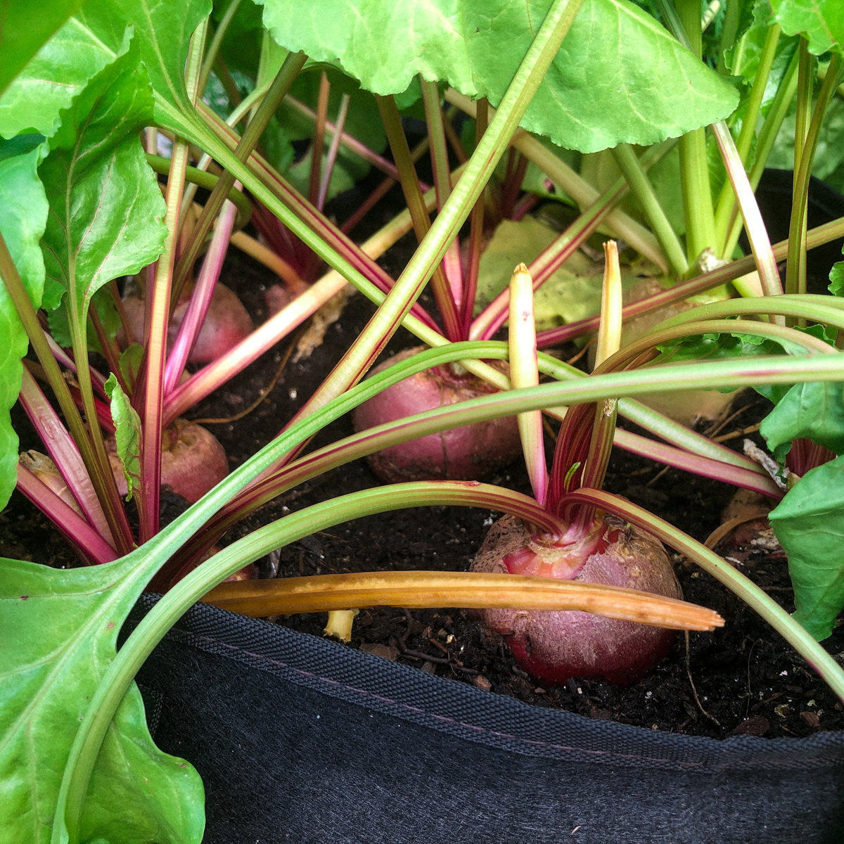 Chioggia biet