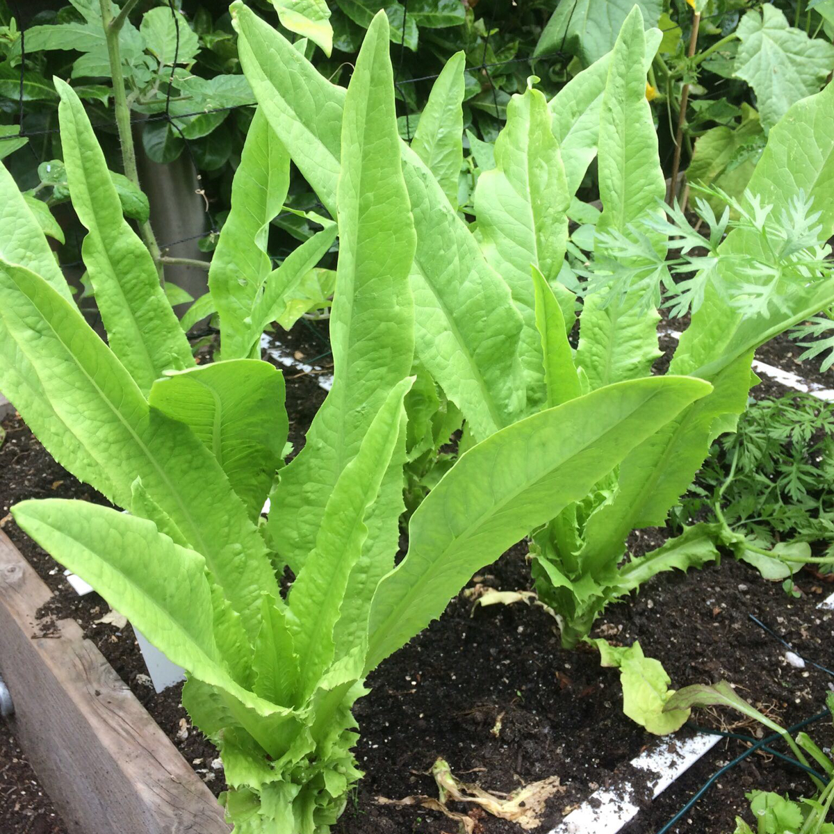 Stem lettuce