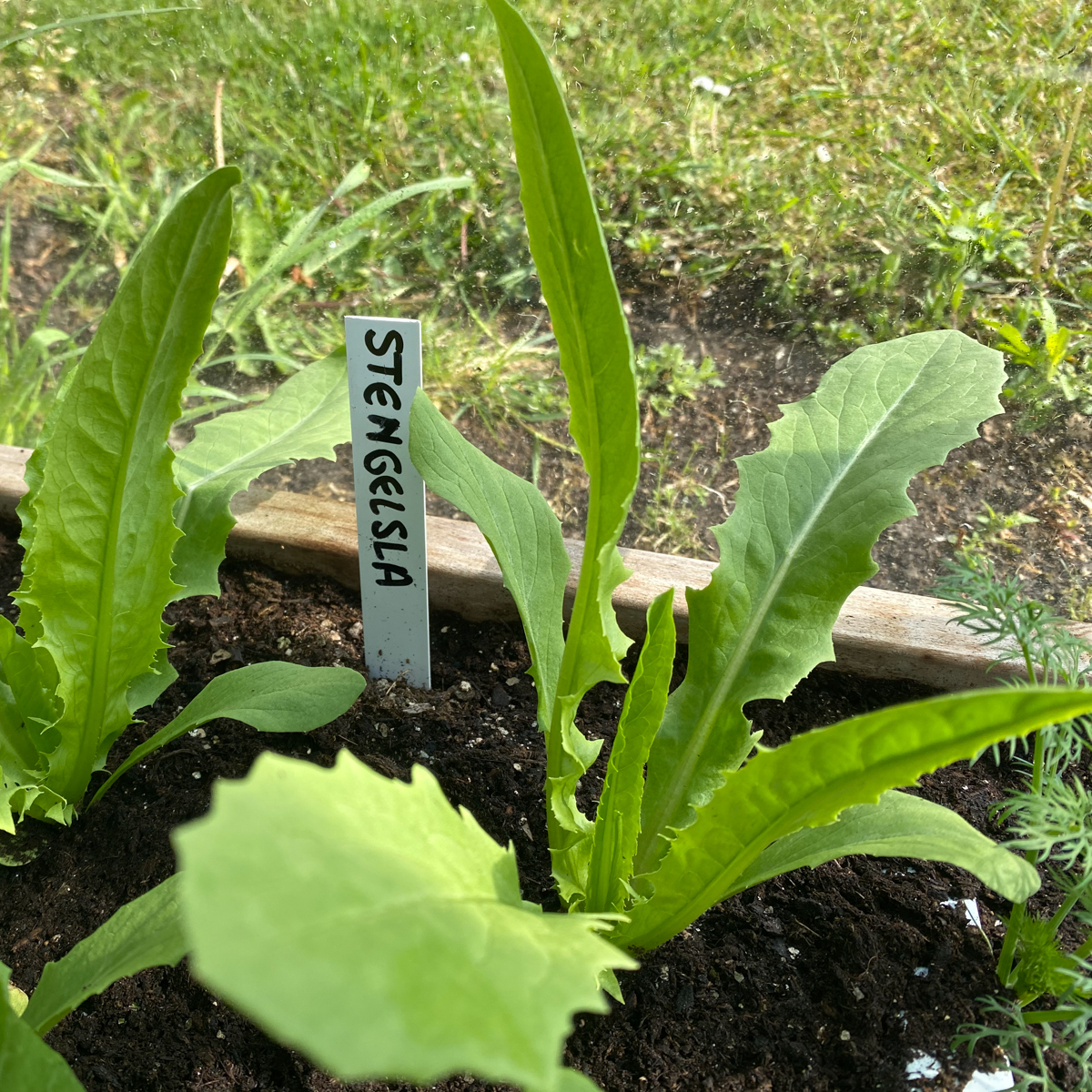 Stem lettuce