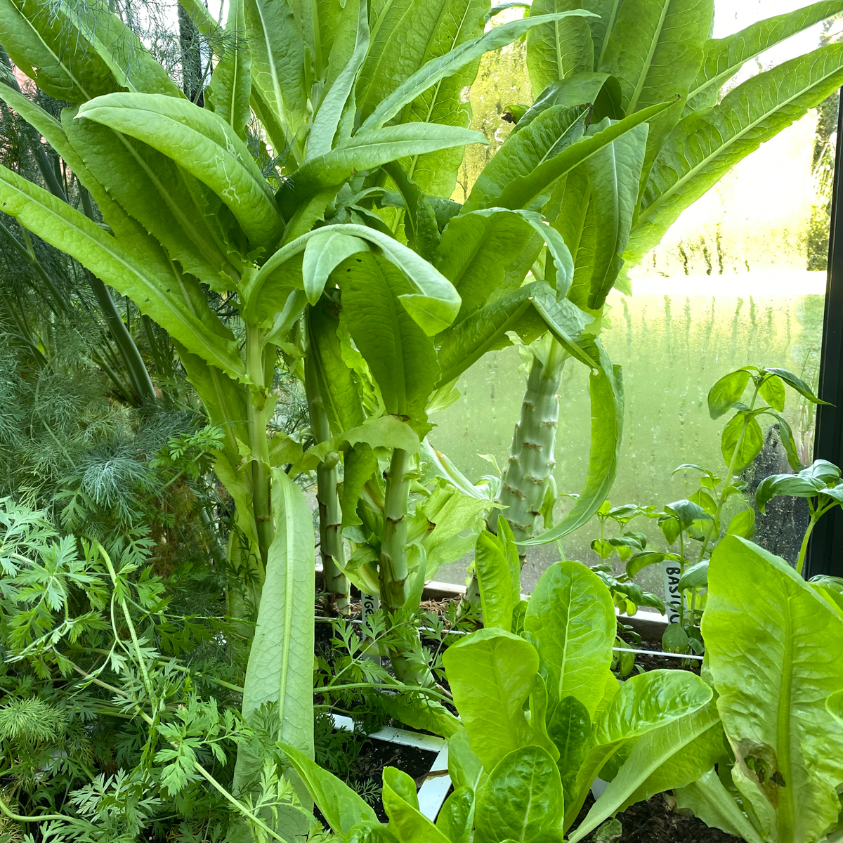 Stem lettuce