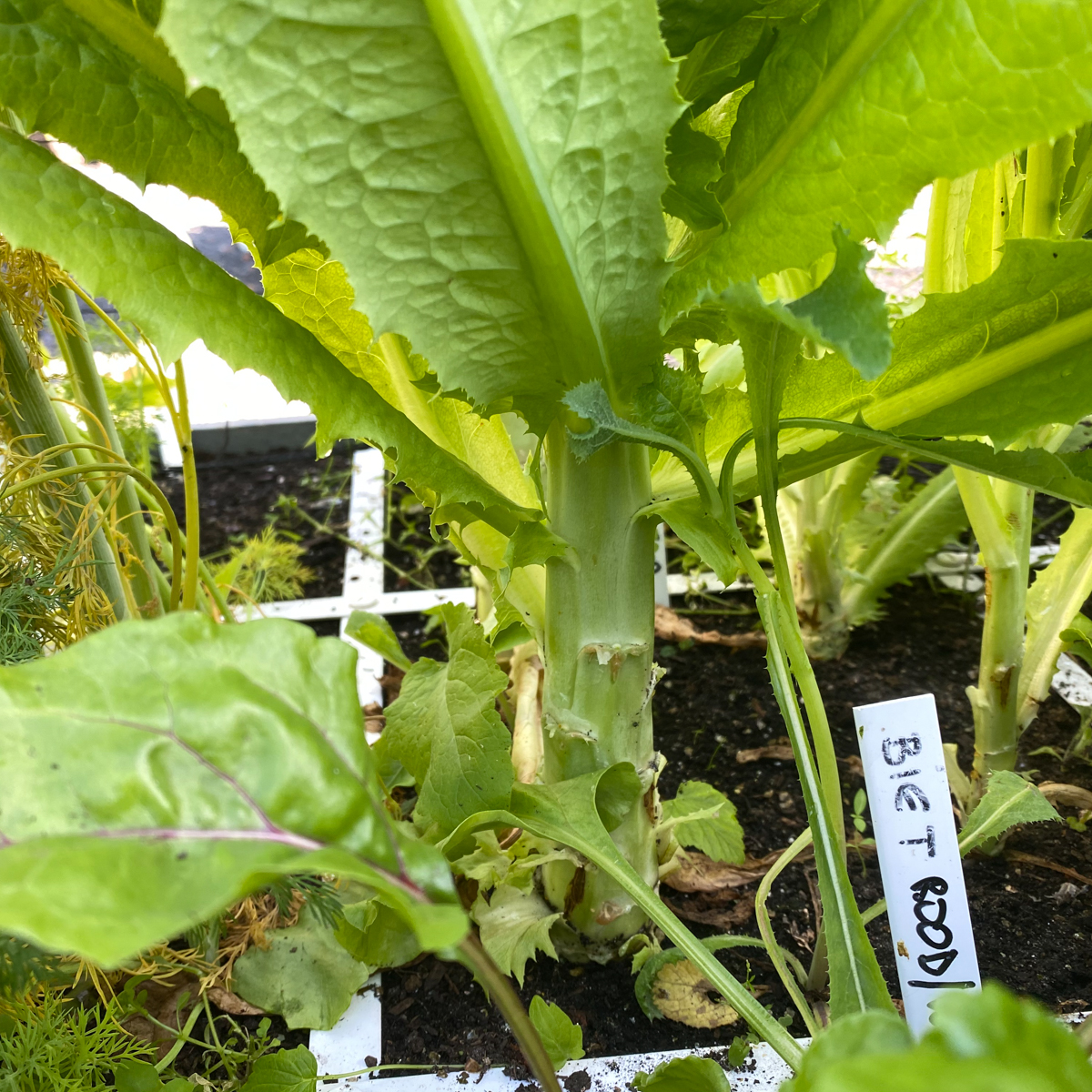 Van stengelsla oogst je het blad én de stengel