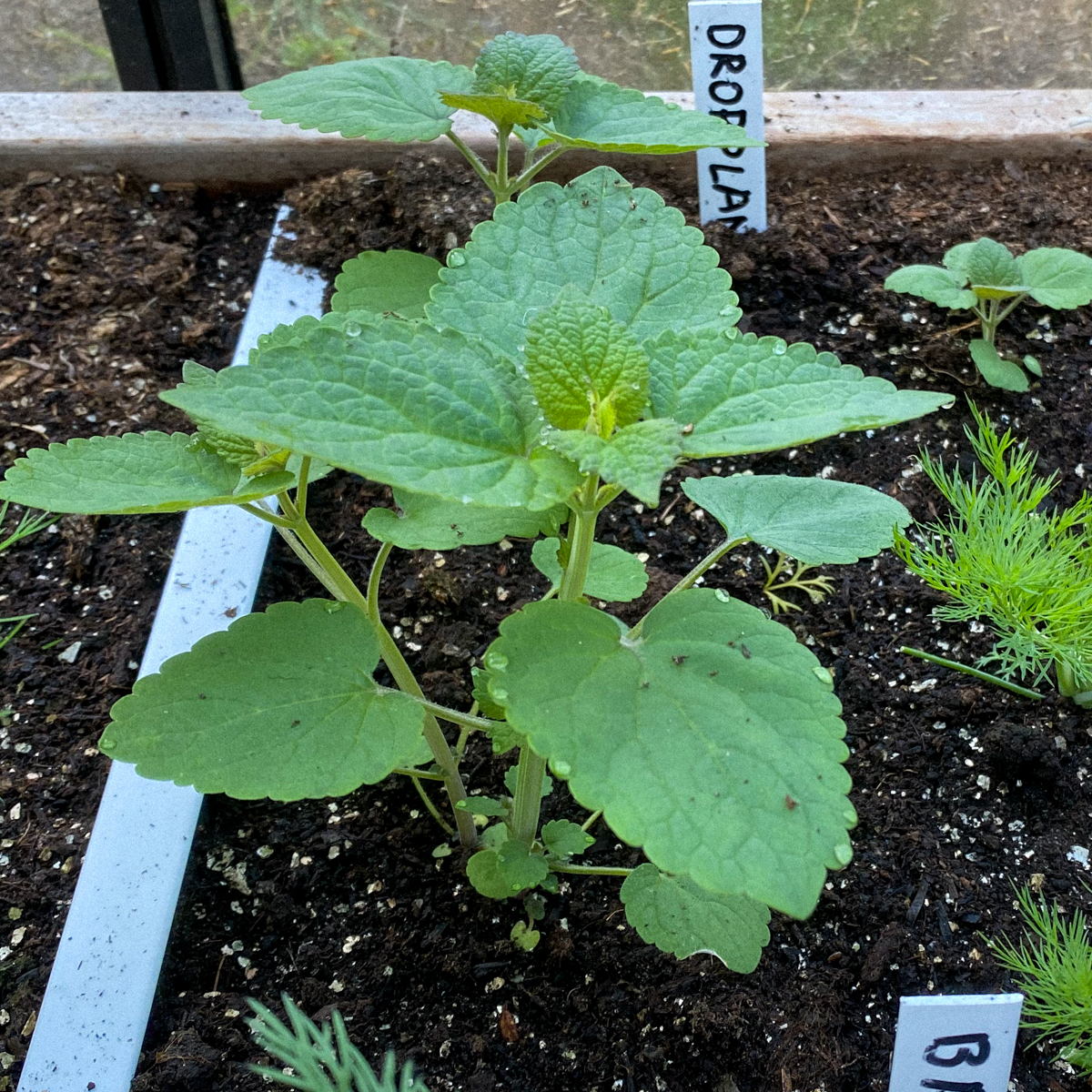 Dropplant