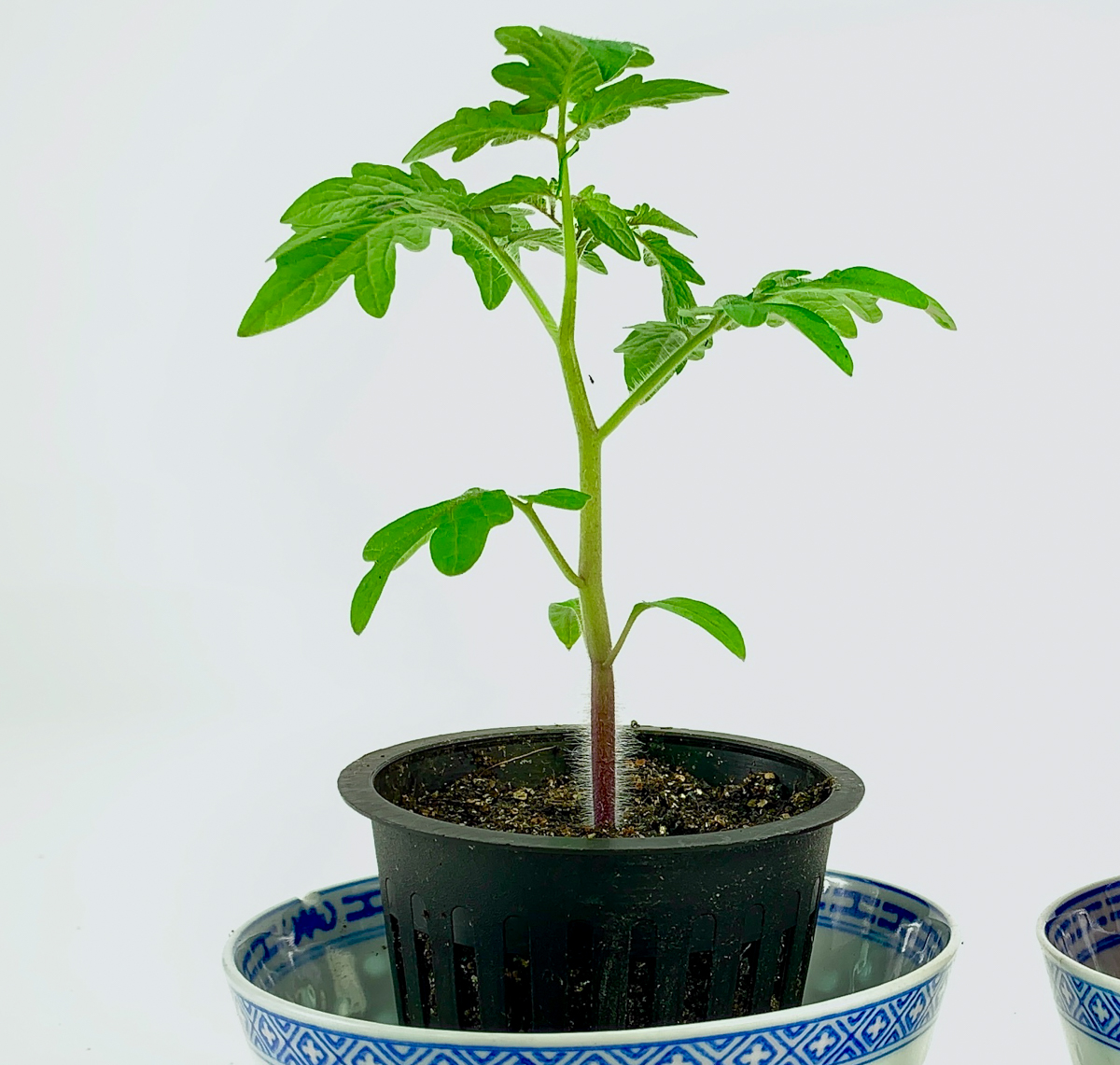 Bush tomato