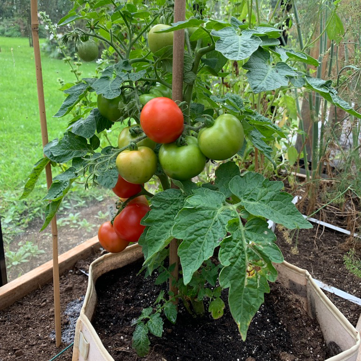 Bush tomato