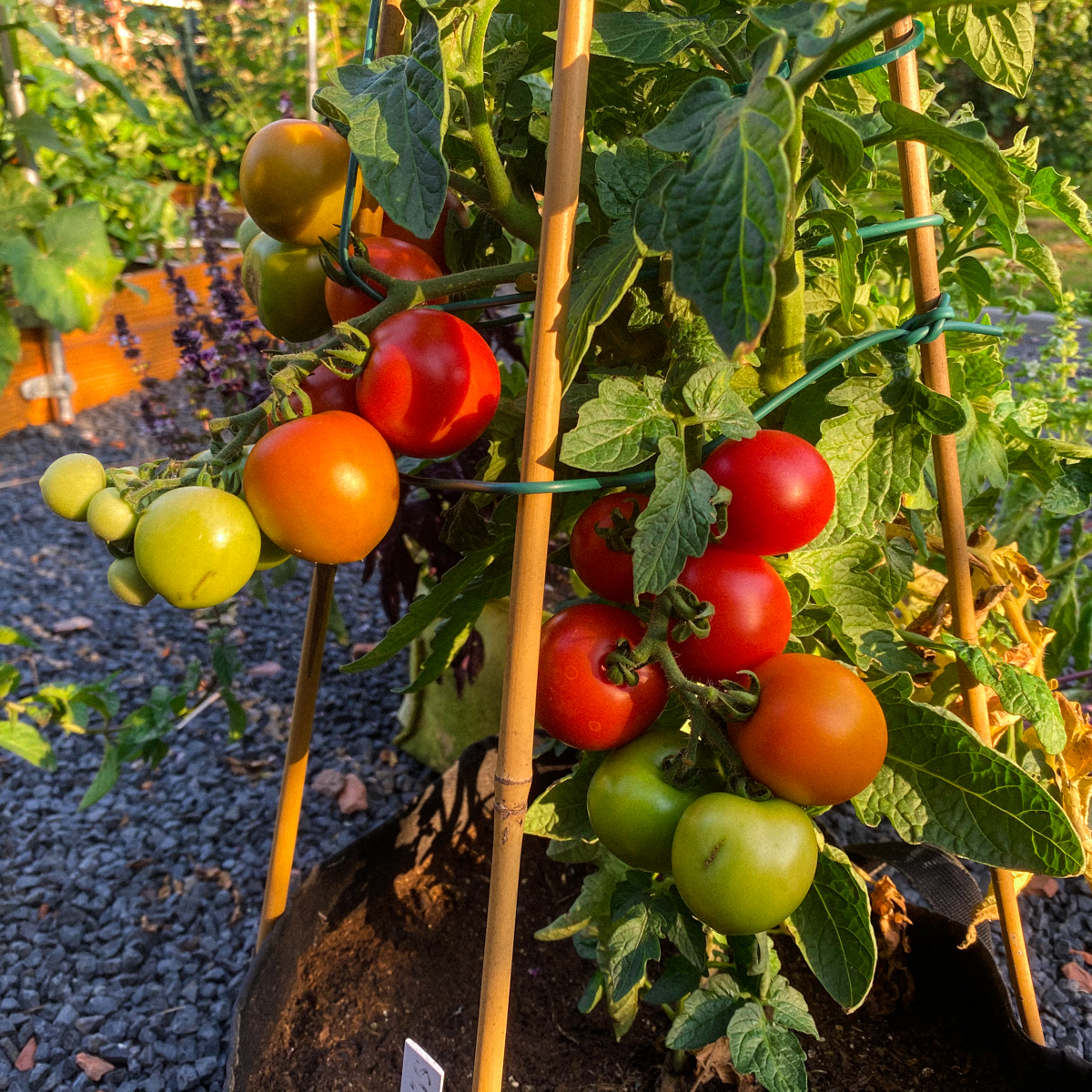 Bush tomato