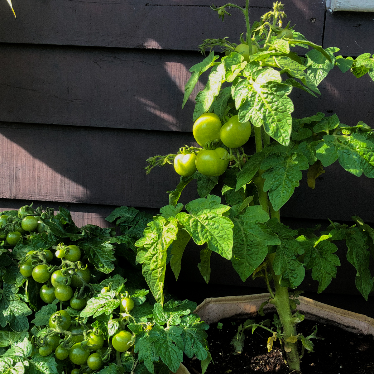 Bush tomato
