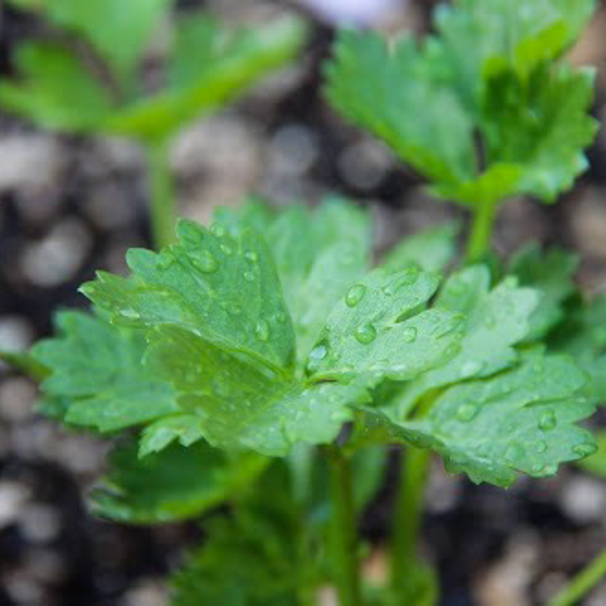 Koriander